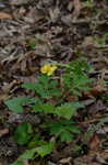 Celadine poppy